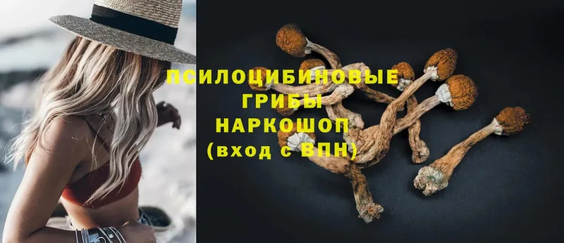 Галлюциногенные грибы Psilocybe  Салават 